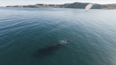 Wunderschöne-Patagonische-Landschaft-Beste-Walbeobachtung-Der-Welt---Luftaufnahme