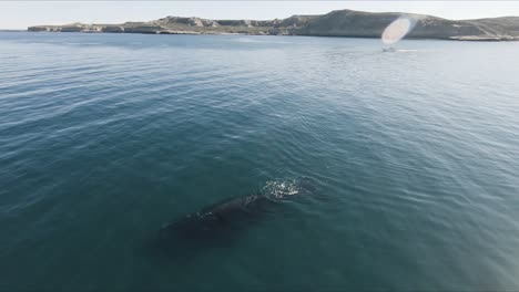 beautiful patagonian landscape best whale watching in the world - aerial shot