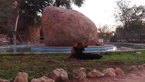 Dogs-play-fighting-cuddling-next-to-small-pool-on-grass-area