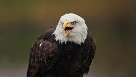 bald eagle portrait