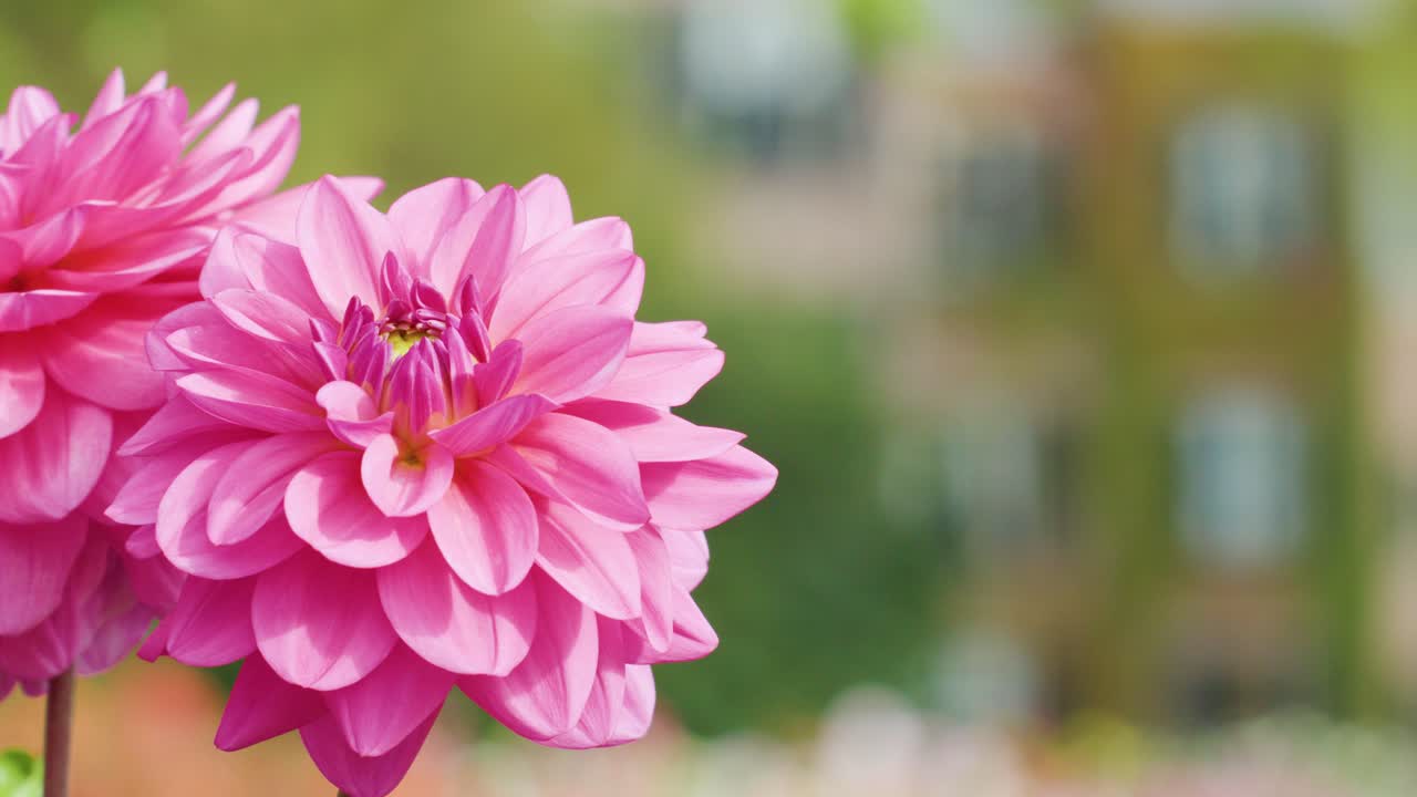 Bunga dahlia merah muda bergoyang lembut di luar ruangan, kedalaman bidang yang dangkal, cahaya siang alami, fokus lembut