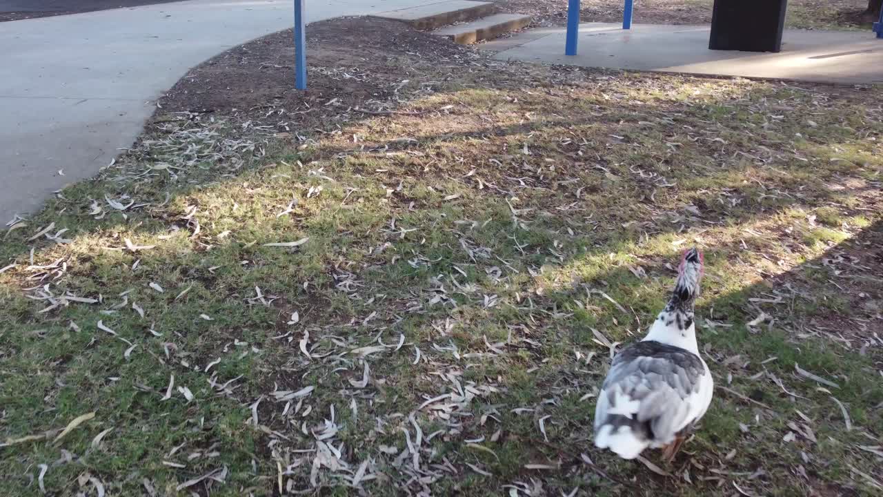 드론 이 강 근처 에 있는 야생 오리 에게 다가오고 있다