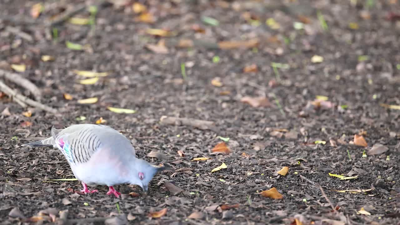 A crested pigeon searches for food on the ground in Gold Coast, Australia. Natural lighting highlights its distinctive plumage