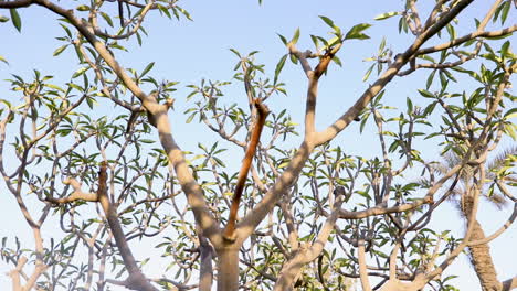 ramitas y ramas del árbol al mediodía - primer plano - ángulo bajo