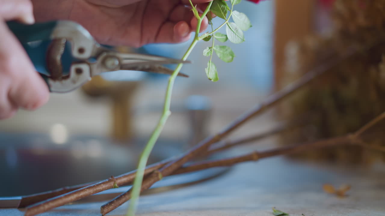 Person carefully trimming rose stems at home. Woman shaping rose branches with shears on kitchen counter. Domestic setting where someone meticulously prunes and arranges fresh flowers