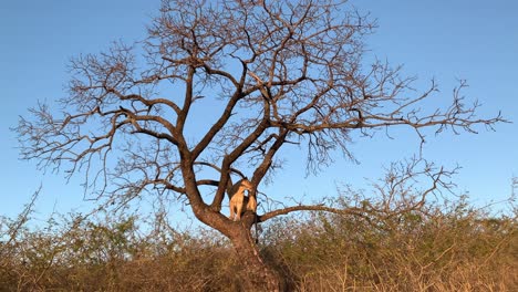 African-lioness-sits-almost-motionless-in-large-tree-against-blue-sky