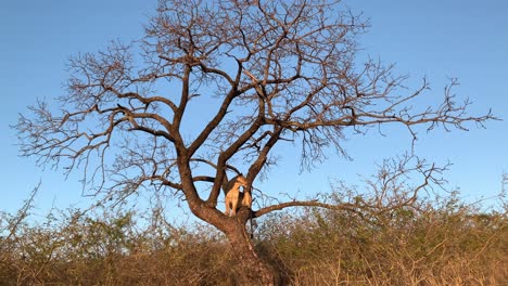 african lioness sits almost motionless in large tree against blue sky