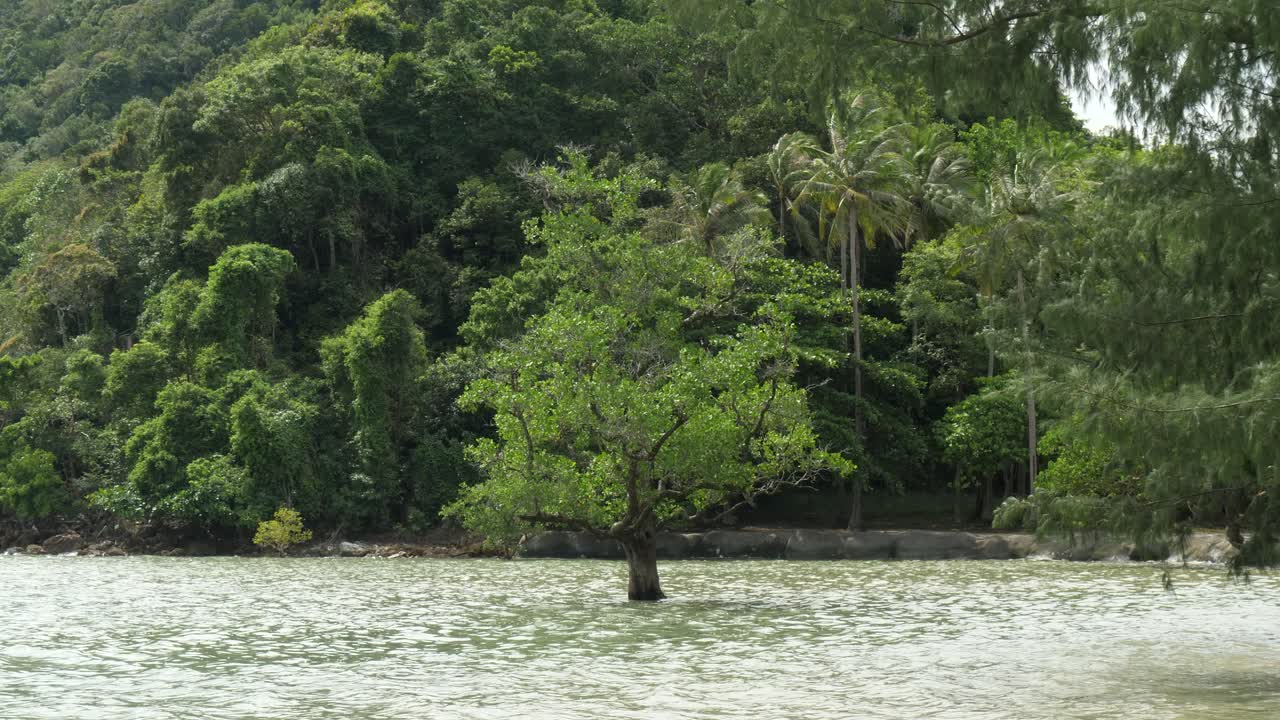 Tropical Coastlines, Green Environment, Lonely Tree Landmark Thailand