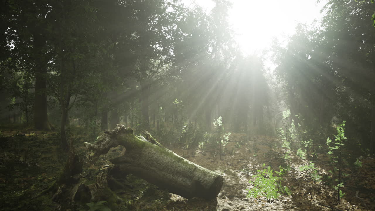 Sunlight filters through trees in a misty forest during early morning hours