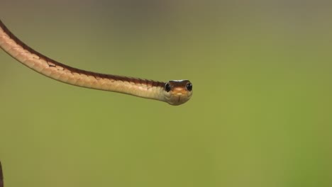 Gewöhnliche-Bronzerücken-Baumnatter-Im-Wind