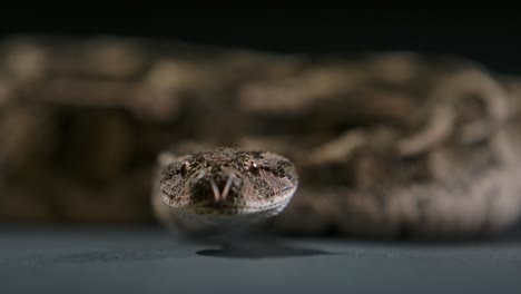 cottonmouth snake flicking tongue and looking around low angle - studio