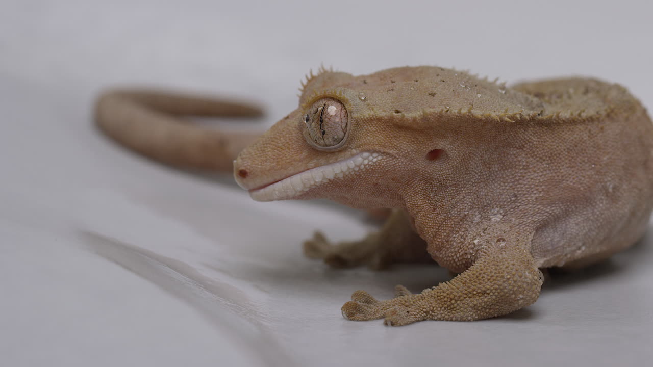 Crested gecko licks eye in slow motion - close up on face side profile
