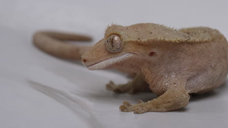Crested-gecko-licks-eye-in-slow-motion---close-up-on-face-side-profile