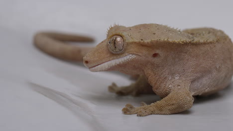 crested gecko licks eye in slow motion - close up on face side profile