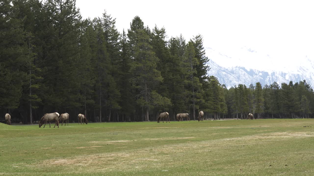un ciervo caminando y comiendo hierba en un campo de golf