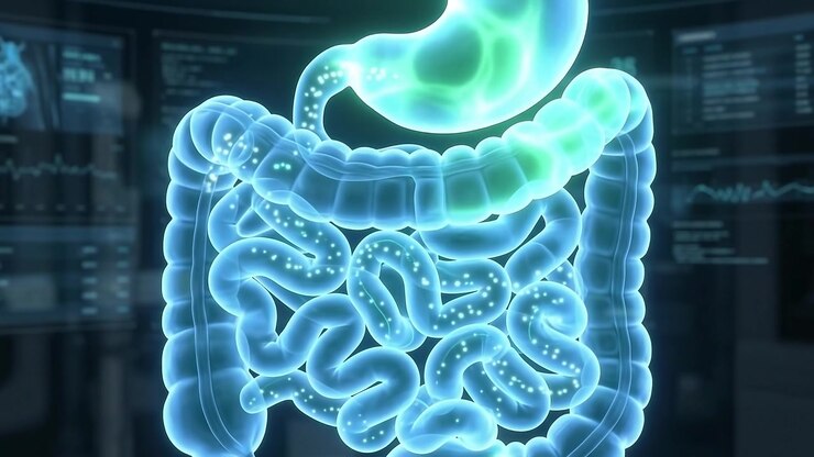 Digital Medical Visualization of Human Digestive System Function