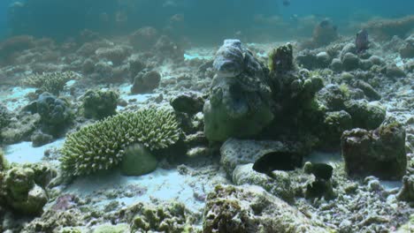 Cansado-De-Ser-Atacado-Por-Damiselas,-El-Pulpo-Diurno-Se-Traslada-A-Un-Bloque-De-Coral-Más-Alto-Y-Deja-De-Cazar,-Toma-Remota-Que-Muestra-Que-Las-Damiselas-Todavía-Están-Alrededor.