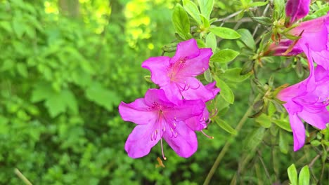 close-up of a vibrant pink rhododendron arboreum flower swaying smoothly in the wind.