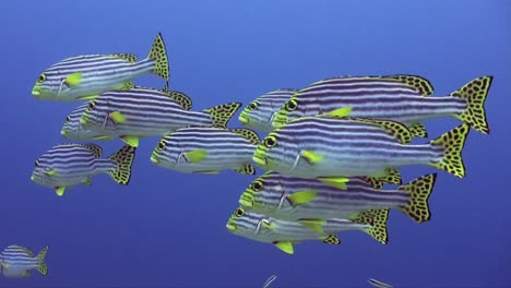 Yellow-lined-sweetlip-swimming-close-up-in-blue-ocean