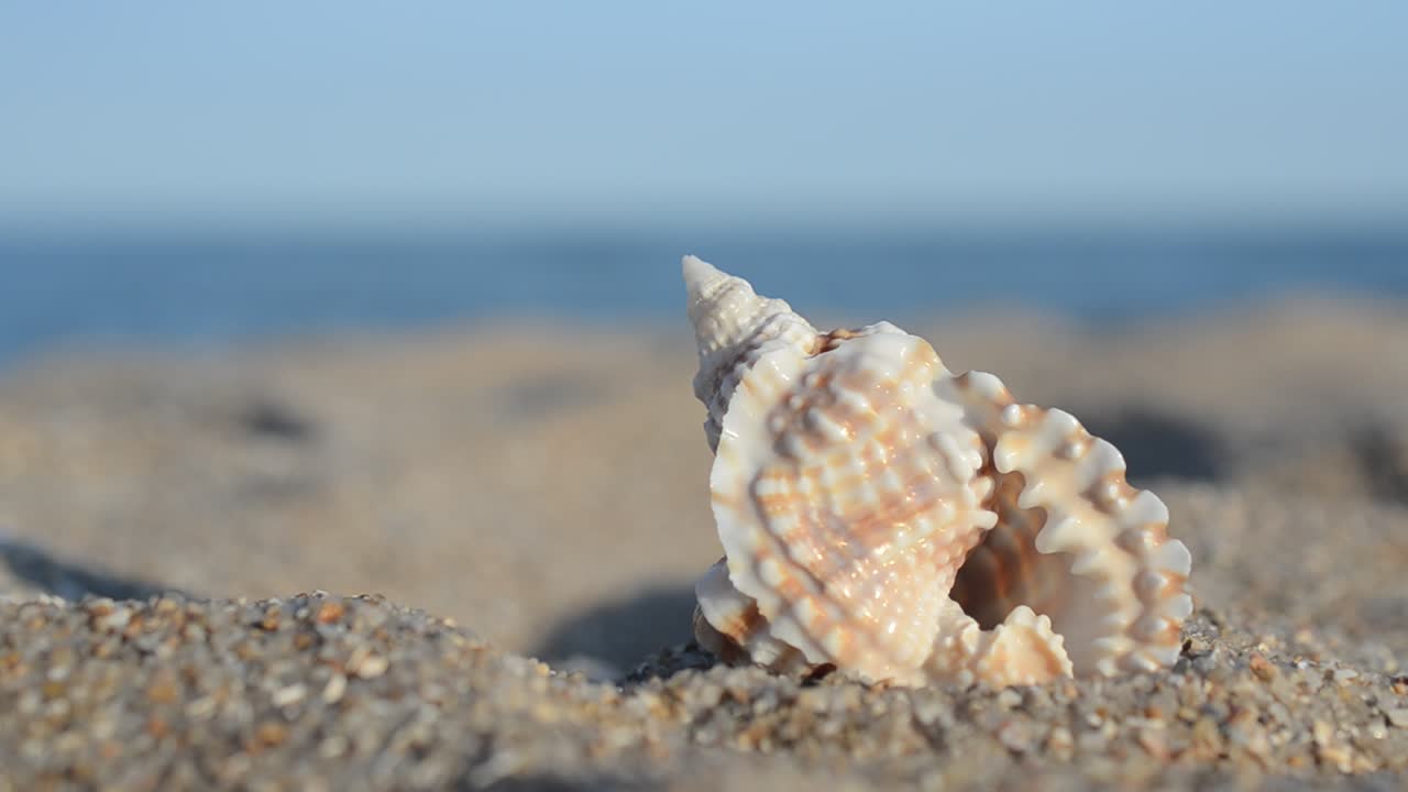 Sea cockleshells on the beach. Shooting on the beach