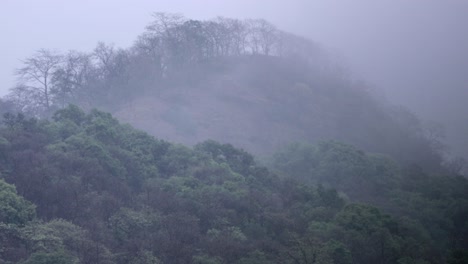 Hermosa-Foto-Del-Bosque-Temprano-En-La-Mañana