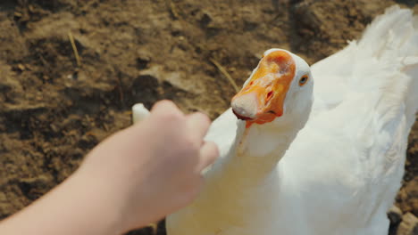 farmer gives a treat to a big white goose on a farm top view