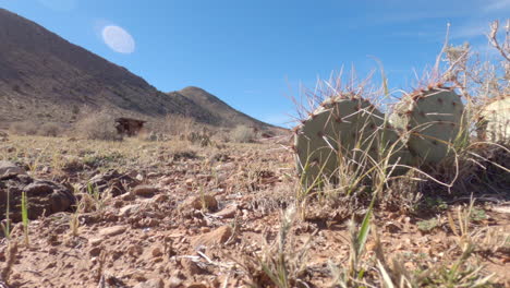 Wide-angle-shot-of-desert-ruins-and-cactus-in-the-middle-of-the-Arizona-desert