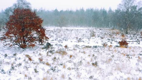 snow storm in vast a forest landscape in winter