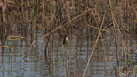 a single streaked weaver ploceus manyar, begins to build its nest on a low arching grass above the waters of beung boraphet lake in nakhon sawan province, thailand