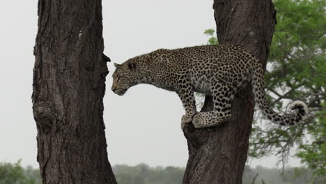 Aufmerksamer-Und-Unbeweglicher-Leopard,-Der-Vom-Baum-Schaut