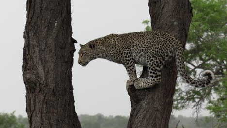 leopardo atento e inmóvil que mira del árbol