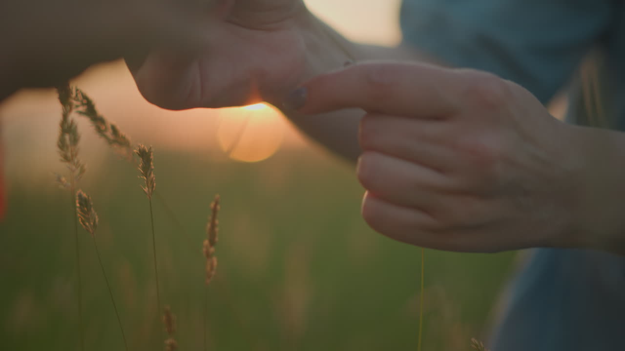 A serene moment captured as a woman's hand gently touches tall grass in a sunlit field at sunset, her face hidden,wearing a blue gown, creating a peaceful and warm ambiance with golden sunlight flares