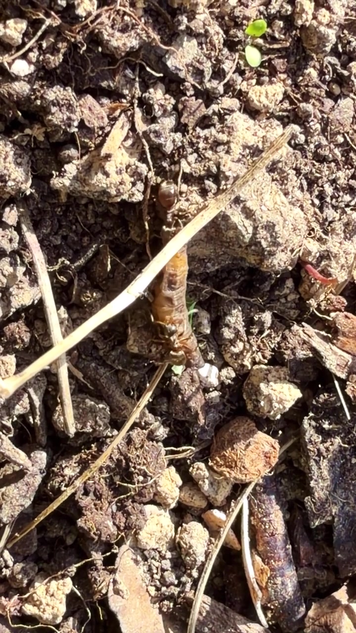Two to three ants cooperate to carry a pale larva across dry rocky soil