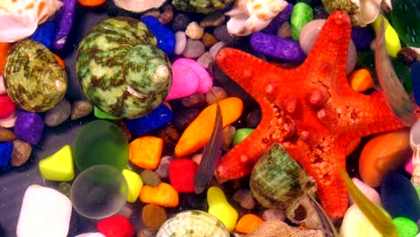 fishes in underwater in colorful aquarium