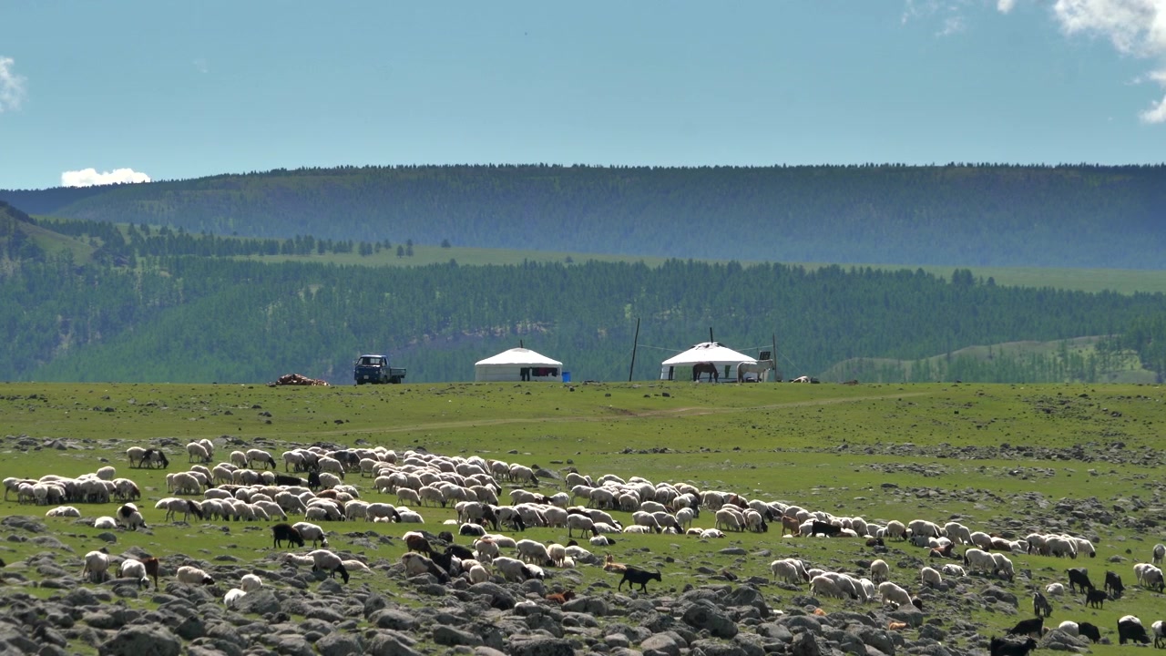 Fårflock som betar på den mongoliska stäppen med traditionella jurtor