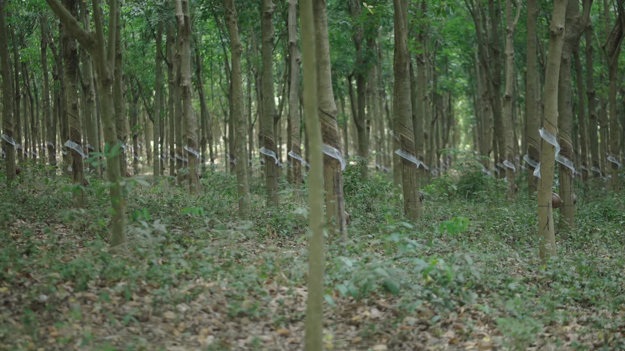 Rubber Plantation Landscape