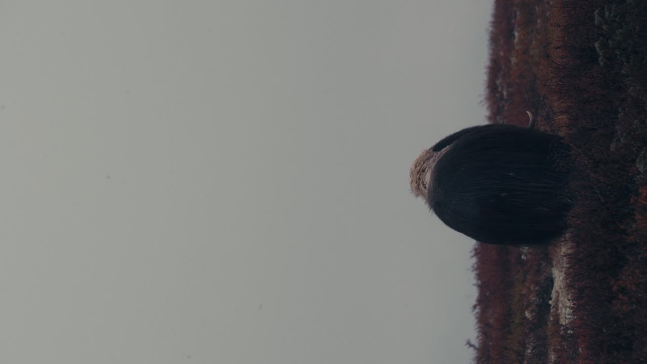 Vertical Shot Of Muskox Grazing In The Field During Autumn In Dovre, Norway