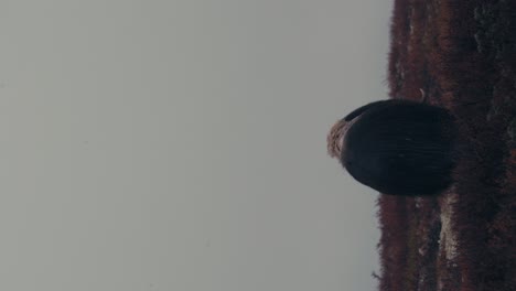 vertical shot of muskox grazing in the field during autumn in dovre, norway