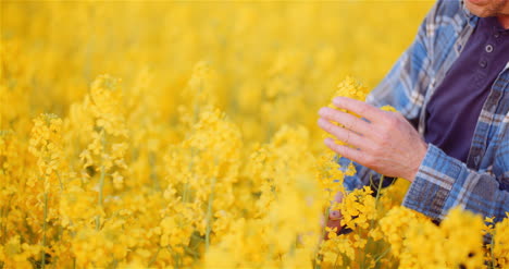 Agronom,-Der-Rapspflanzen-Auf-Dem-Bauernhof-überprüft-Landwirt,-Der-Pflanzen-Untersucht,-Die-Das-Konzept-Der-Pflanzenqualität-überprüfen