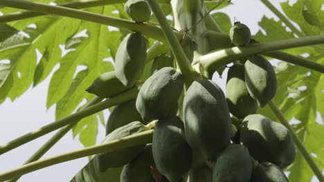 Árbol-De-Papaya-Con-Frutos-Verdes-Agrupados-Durante-Un-Día-Soleado-En-La-Naturaleza-Tropical