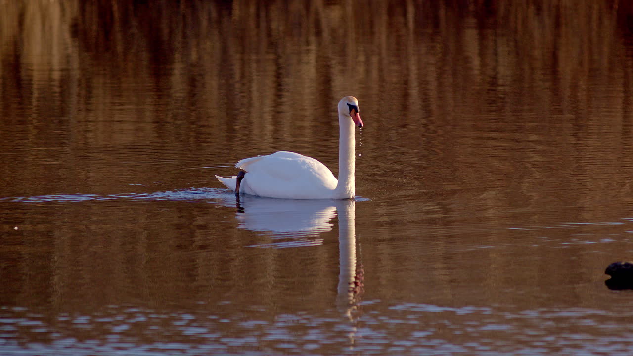 Dawn-lit swans captured cinematically in ultra slow-motion during courtship.