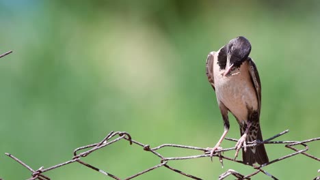 estornino rosado (sturnus roseus) se sienta en un alambre con un saltamontes en su pico