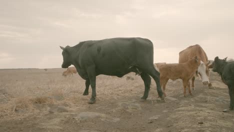 Cows-02-in-Northern-Israel---Golan-Heights-Grazing-with-Calves