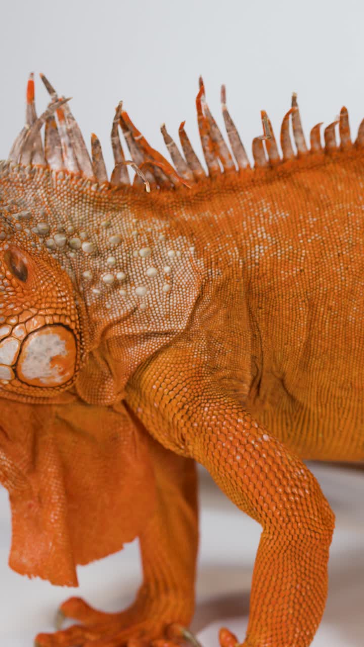 Un primo piano dettagliato di un'iguana arancione appollaiata su un ramo su sfondo bianco