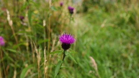 Purple flower in lush green meadow