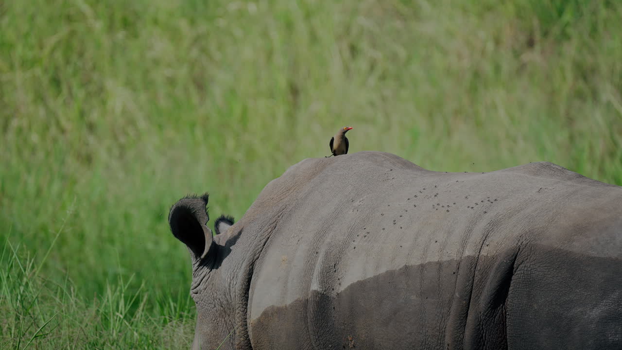 White Rhinoceros with Bird
