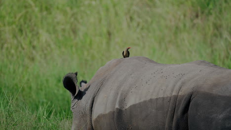 white rhinoceros with bird