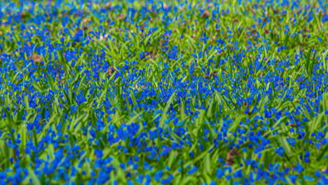 Meadow-filled-with-blue-Scilla-flowers-swaying-in-breeze,-timelapse