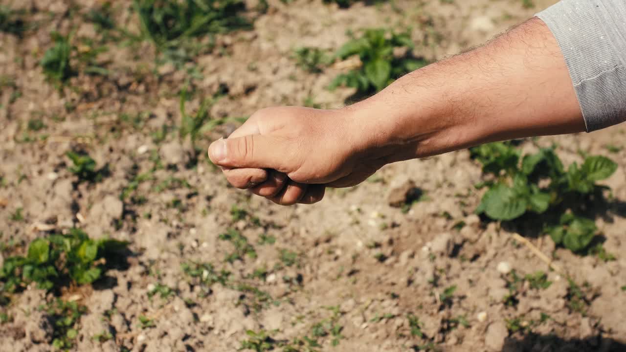 el agricultor desmorona el suelo seco destinado al cultivo con su mano bien trabajada