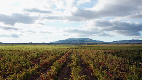 right to left aerial tracking shot of rows of grapes growing in a vineyard in els purgatés, alicante, spain